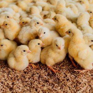 Live Chicks<br> (Monthly Pickup)